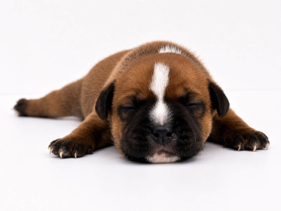 CHIOT 1