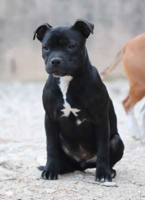 CHIOT