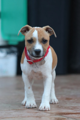 CHIOT 1