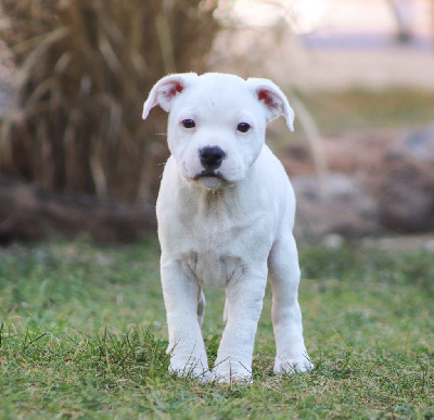 CHIOT