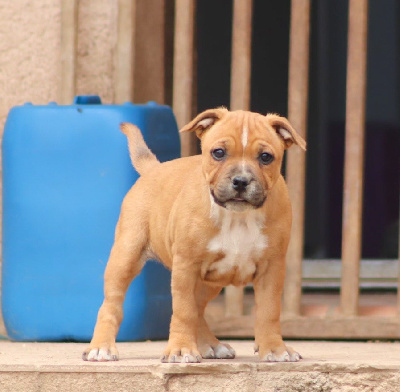 CHIOT
