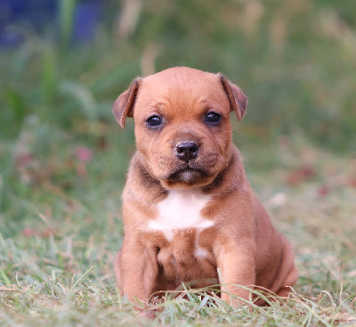 CHIOT