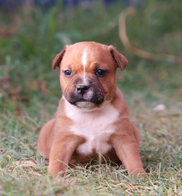 CHIOT