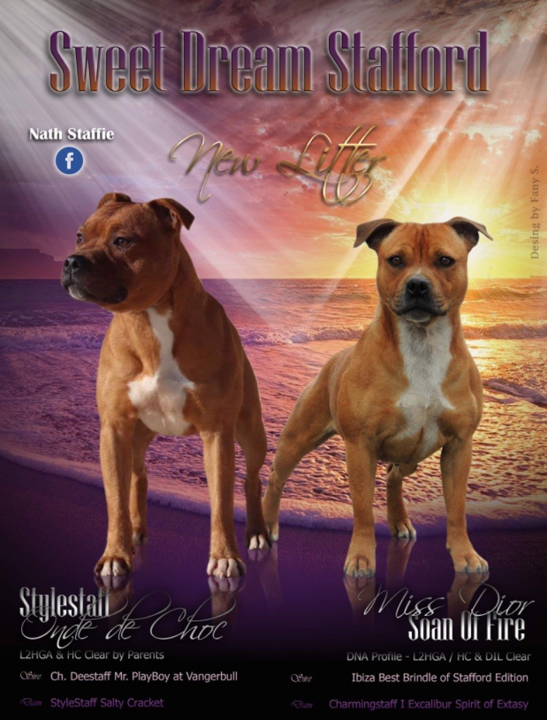 Sweet Dream Stafford - Staffordshire Bull Terrier - Portée née le 08/07/2020