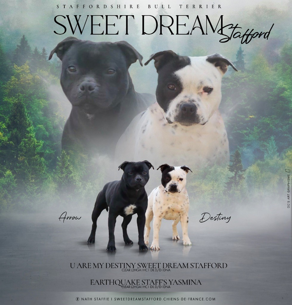 Chiot Staffordshire Bull Terrier Sweet Dream Stafford