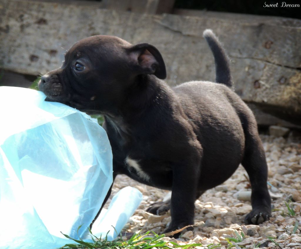Sweet Dream Stafford - Staffordshire Bull Terrier - Portée née le 01/02/2020