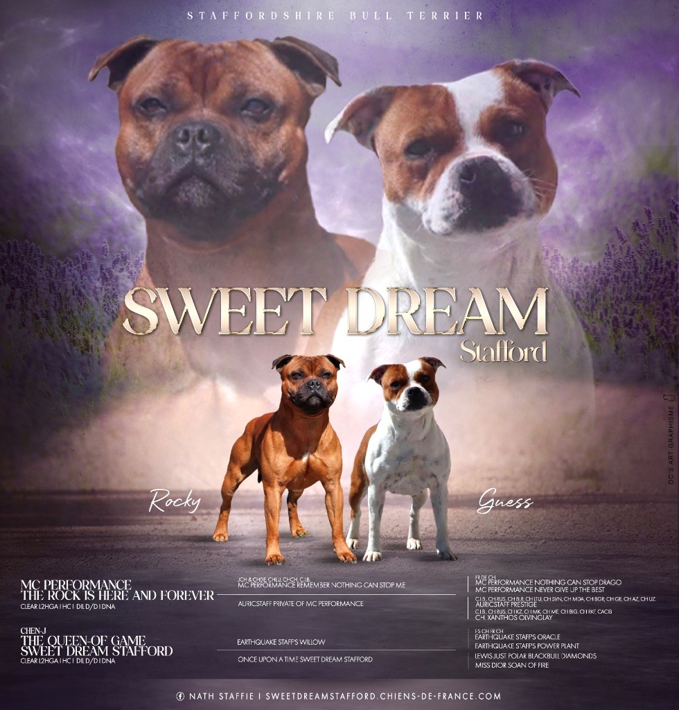 Sweet Dream Stafford - Staffordshire Bull Terrier - Portée née le 08/06/2025