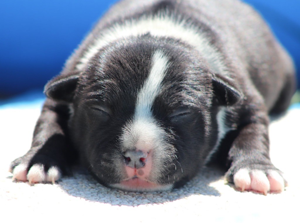 Sweet Dream Stafford - Chiots disponibles - Staffordshire Bull Terrier